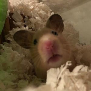 Meet your Posher, Sabrina